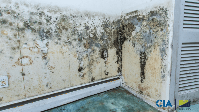 Home Matters- Keep Mold Out of Your Home